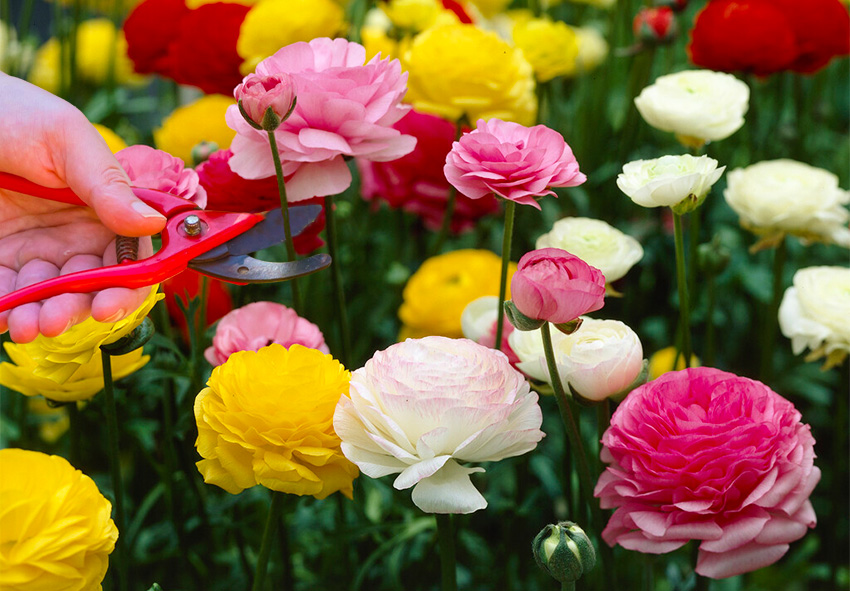 Cómo cuidar y cultivar ranúnculos cálidos en tu jardín