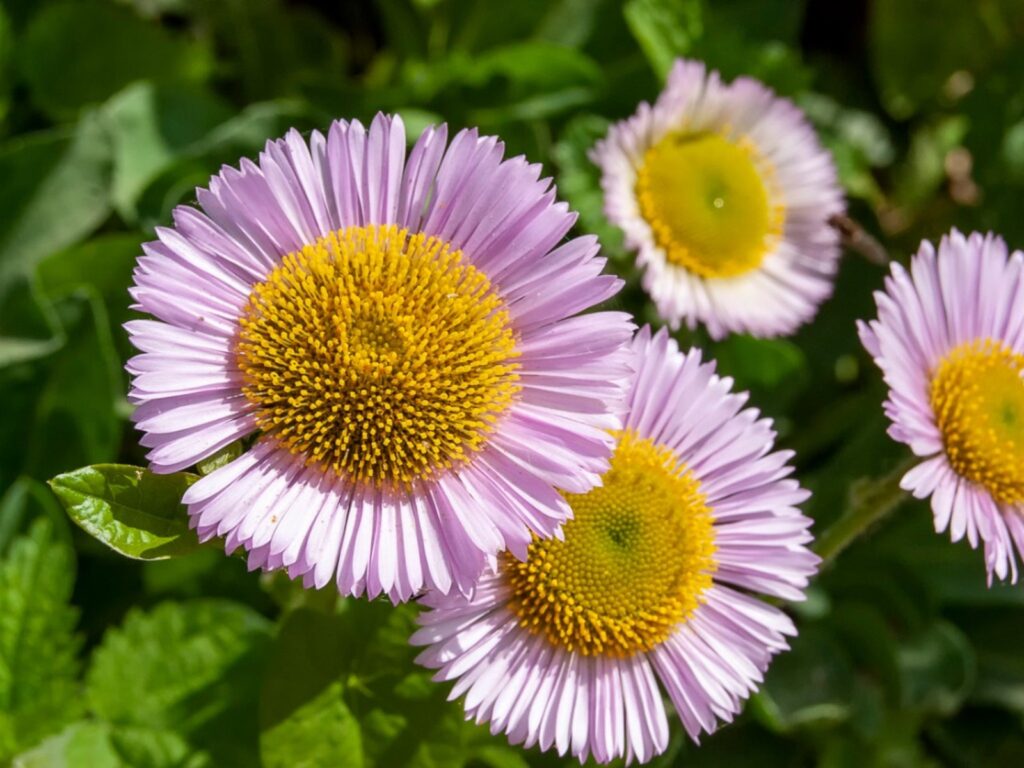 Cómo cuidar y cultivar Seaside Daisies en tu hogar