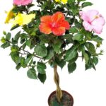 Cómo cuidar y cultivar un árbol de hibisco trenzado
