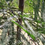 Cómo cuidar y cultivar un árbol de mesquite en invierno