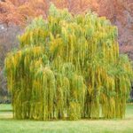 Cómo cuidar y cultivar un árbol de sauce dorado en tu jardín