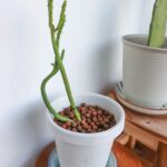 Cómo cuidar y cultivar un Pink Pencil Cactus de forma adecuada