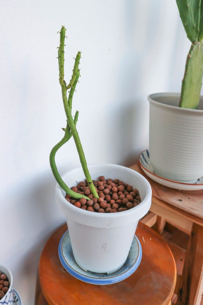 Cómo cuidar y cultivar un Pink Pencil Cactus de forma adecuada