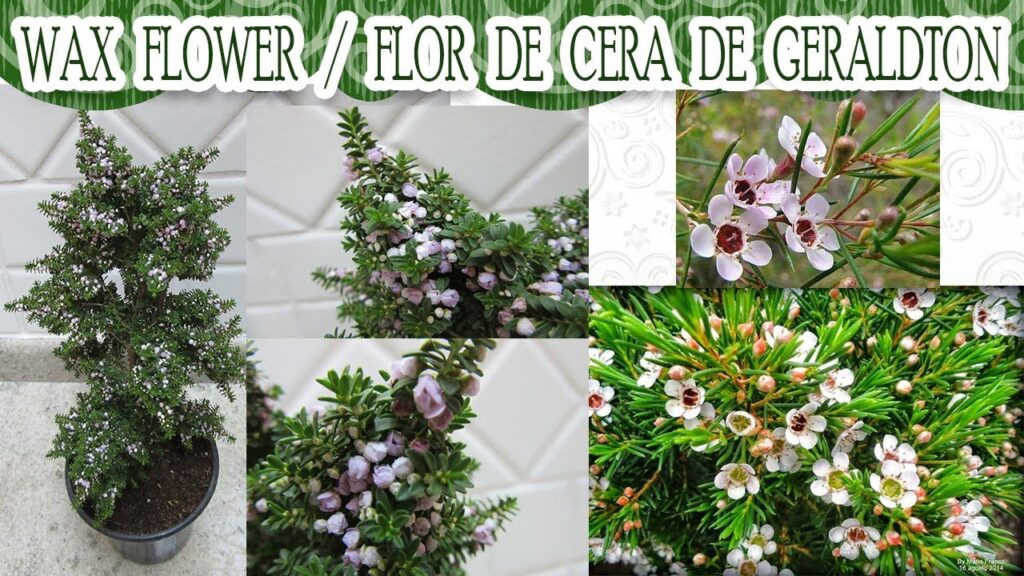 Cómo cuidar y cultivar Waxflower (Chamelaucium) en jardines