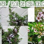 Cómo cuidar y cultivar Waxflower (Chamelaucium) en jardines