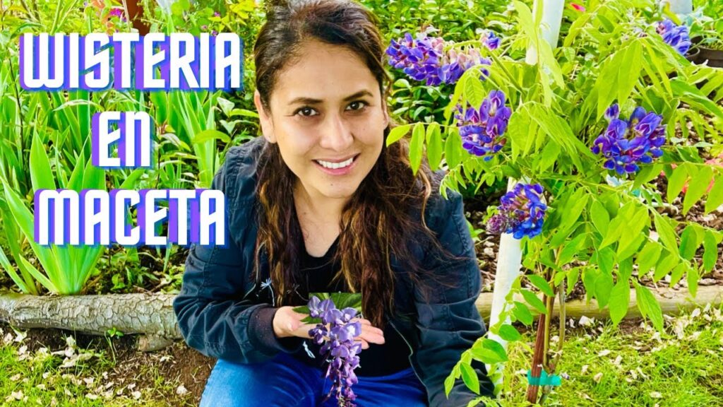Cómo cuidar y cultivar wisterias en macetas de forma adecuada