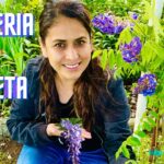 Cómo cuidar y cultivar wisterias en macetas de forma adecuada