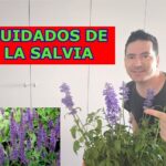 Cómo cuidar y disfrutar de la salvia de cloruro en tu jardín