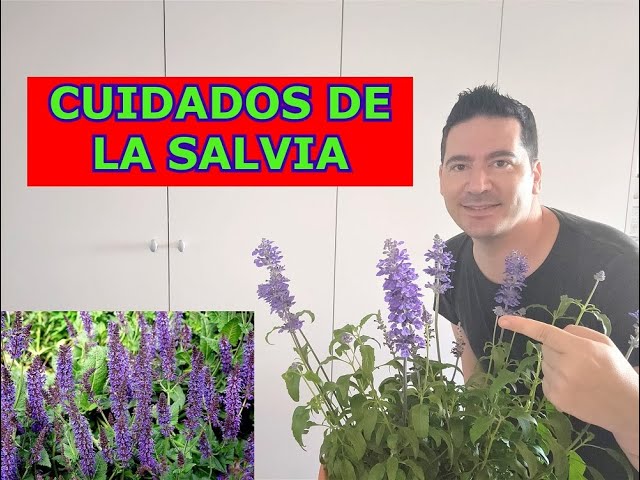 Cómo cuidar y disfrutar de la salvia de cloruro en tu jardín