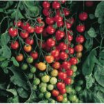 Cómo cuidar y hacer crecer los Tomates Sweet 100
