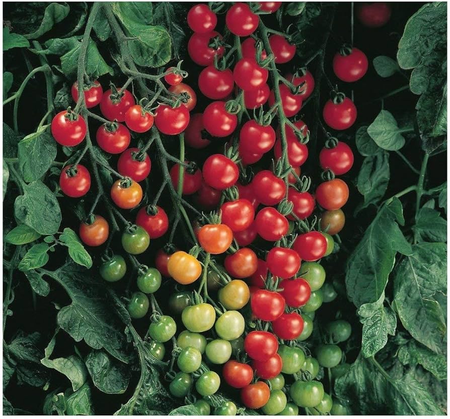 Cómo cuidar y hacer crecer los Tomates Sweet 100