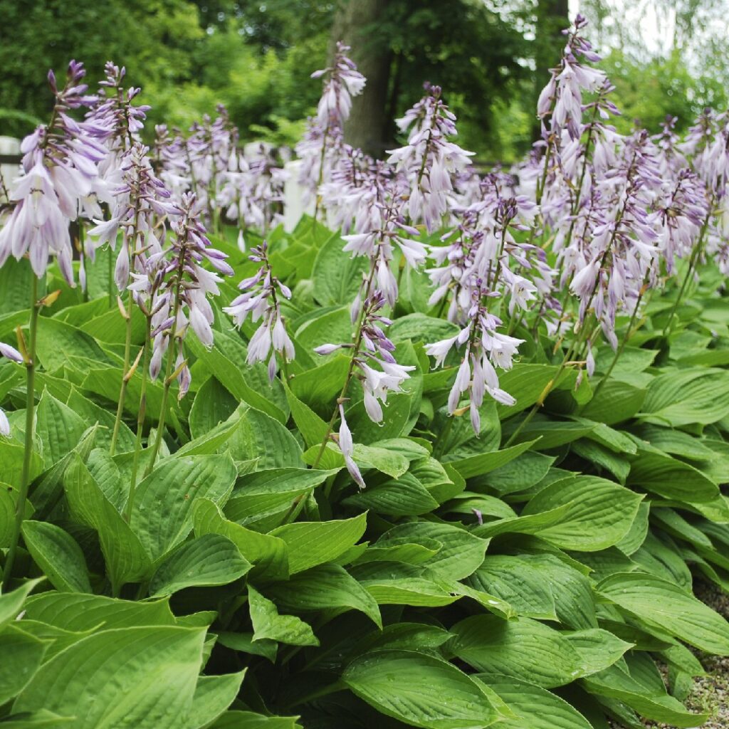 Cómo cuidar y hacer crecer una planta de hosta exuberante
