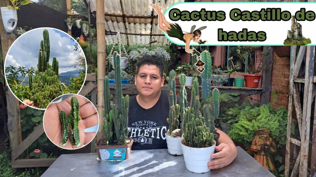 Cómo cuidar y hacer florecer un cactus castillo de hadas