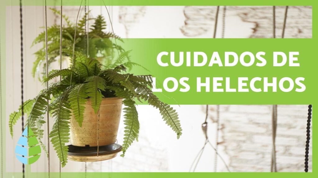 Cómo cuidar y mantener helechos en el jardín
