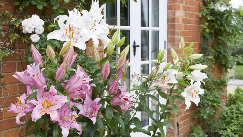 Cómo cuidar y mantener los lirios orientales en tu jardín