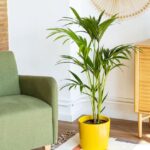 Cómo cuidar y mantener saludables las Kentia Palm en interiores