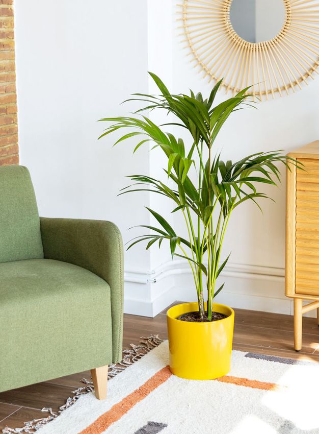 Cómo cuidar y mantener saludables las Kentia Palm en interiores