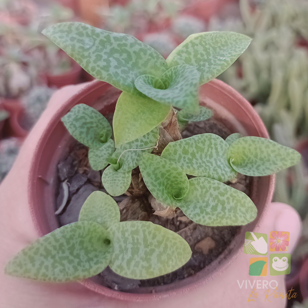 Cómo cuidar y mantener saludables las plantas de Silver Squill