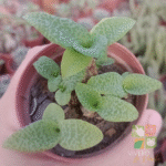 Cómo cuidar y mantener saludables las plantas de Silver Squill