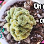 Cómo cuidar y mantener un cactus cerebro Cristata saludable