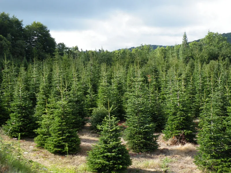 Cómo cuidar y plantar abetos noruegos en el jardín