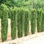 Cómo cuidar y plantar Sky Pencil Holly en tu jardín