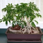 Cómo cuidar y podar un bonsái de Schefflera correctamente