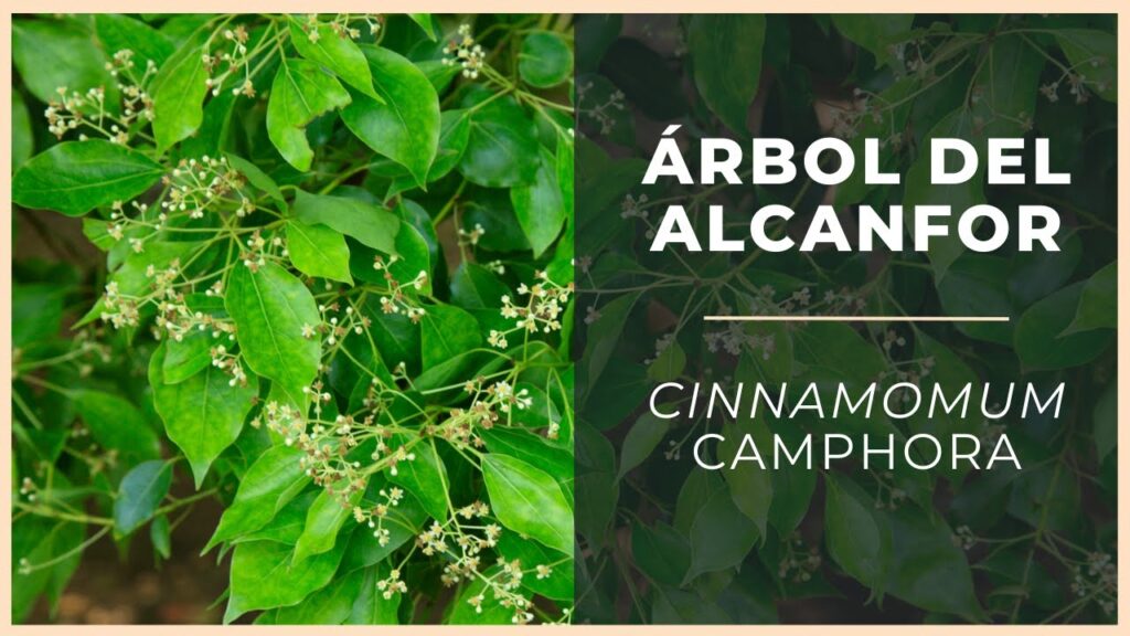 Cómo cuidar y solucionar problemas con el Árbol Alcanforero