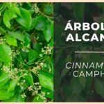 Cómo cuidar y solucionar problemas con el Árbol Alcanforero