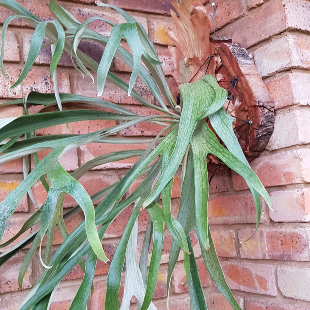Cómo cuidar y tratar a un helecho cuerno de alce enfermo