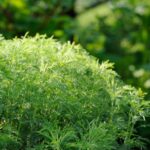 Cómo cuidar y usar southernwood, una planta herbácea
