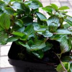 Cómo cuidar y utilizar la menta Red Raripila