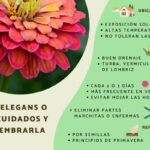 Cómo cuidar zinnias lilliput en macetas de forma adecuada
