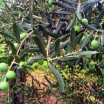 Cómo cultivar aceitunas en una zona con clima de zona 8