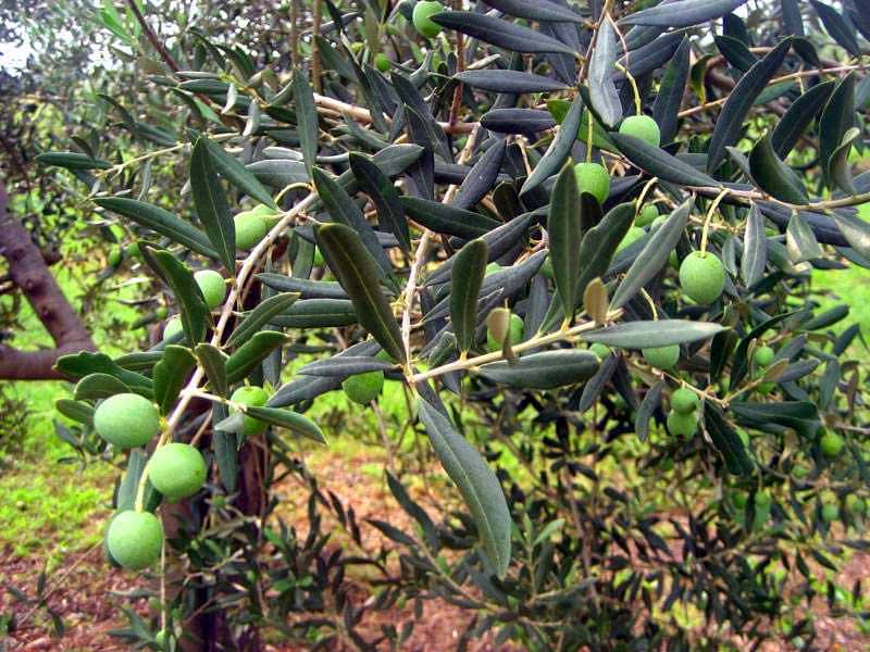 Cómo cultivar aceitunas en una zona con clima de zona 8
