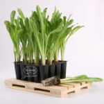 Cómo cultivar achicoria en macetas de forma adecuada