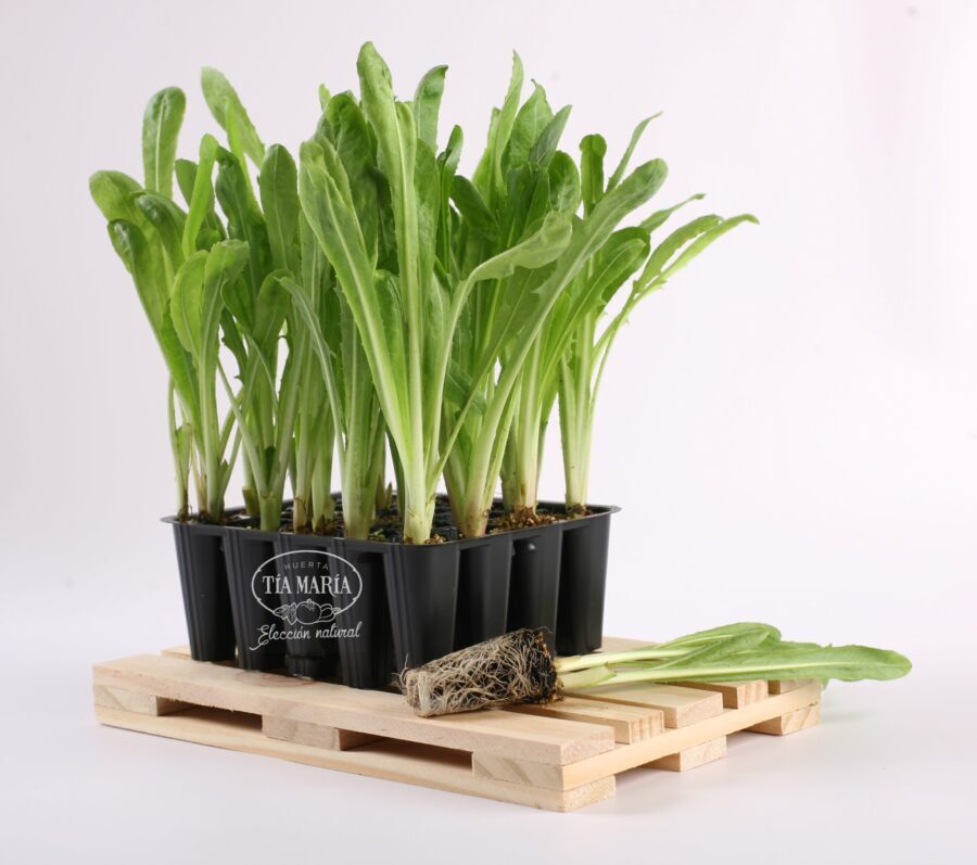 Cómo cultivar achicoria en macetas de forma adecuada