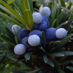 Cómo cultivar adecuadamente los árboles Plum Pine Podocarpus