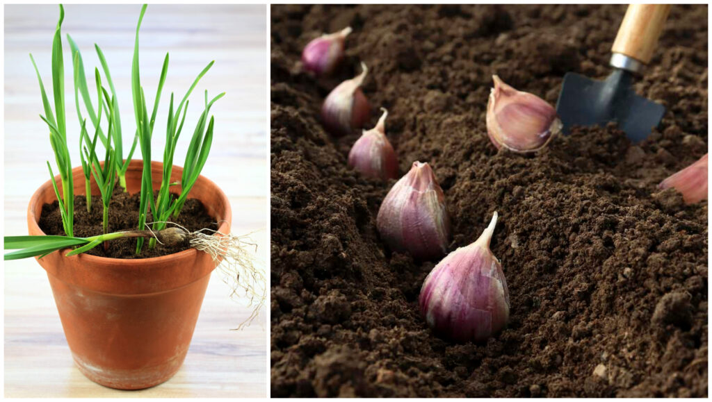 Cómo cultivar ajo de supermercado en casa de forma sencilla