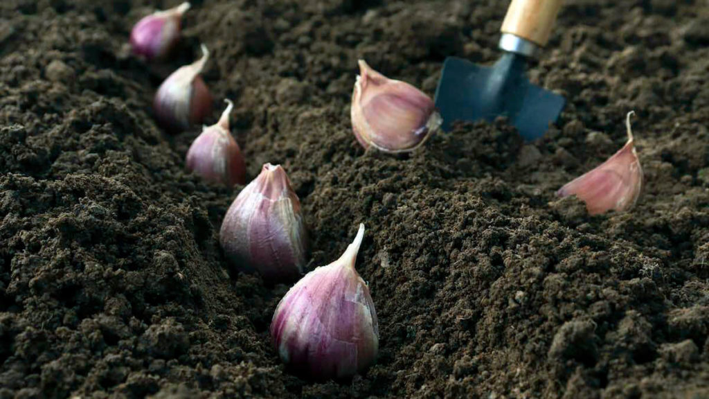 Cómo cultivar ajo en la zona 7 de manera exitosa