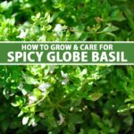 Cómo cultivar albahaca Spicy Globe con éxito en casa