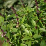 Cómo cultivar albahaca tailandesa de forma adecuada