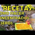 Cómo cultivar alimento para gallinas de forma casera
