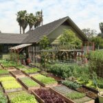 Cómo cultivar alimentos en casa de forma autosuficiente