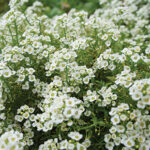Cómo cultivar Alyssum Blanco de forma exitosa