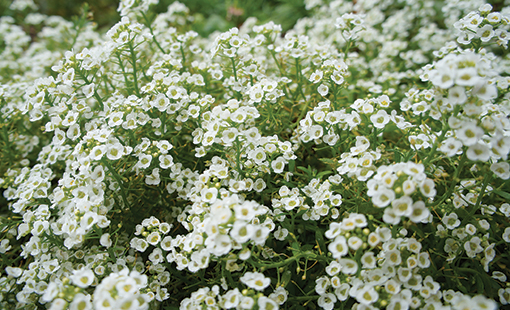 Cómo cultivar Alyssum Blanco de forma exitosa