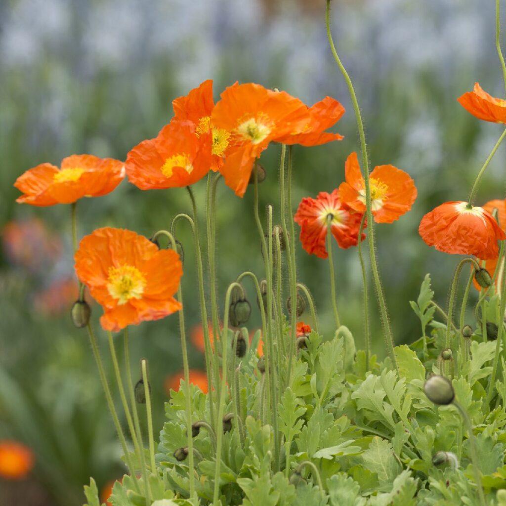 Cómo cultivar Amapolas de Islandia en macetas en interiores