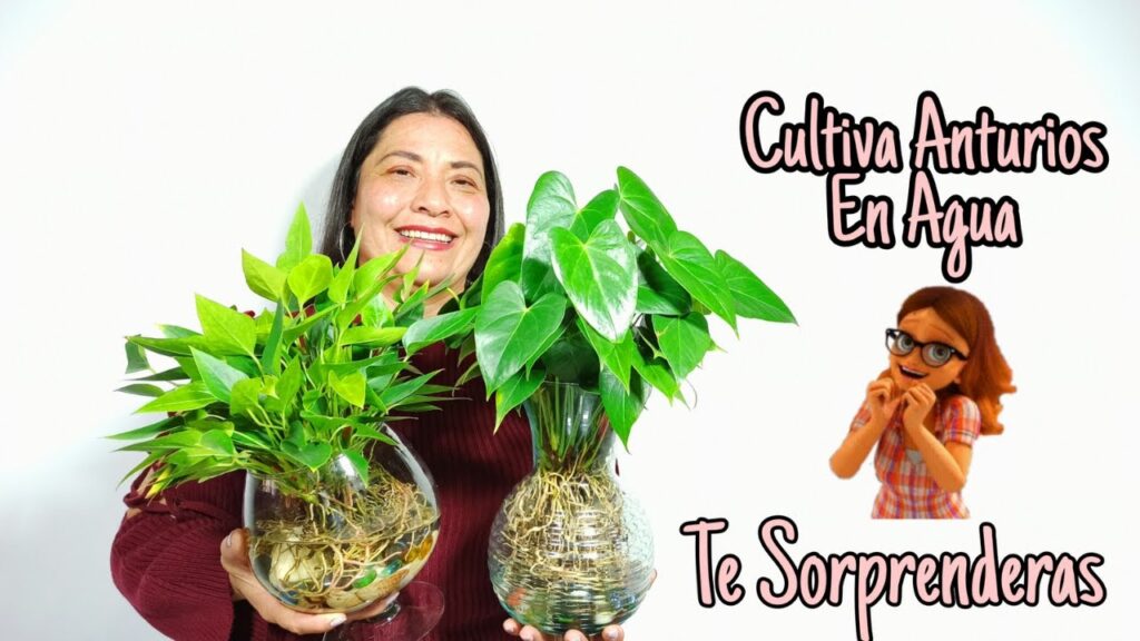 Cómo cultivar Anthurium de manera efectiva en agua