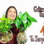 Cómo cultivar Anthurium de manera efectiva en agua