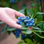 Cómo cultivar arándanos en casa de manera exitosa